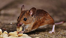 24 Hour & Emergency Exterminators in Saint Rose, IL